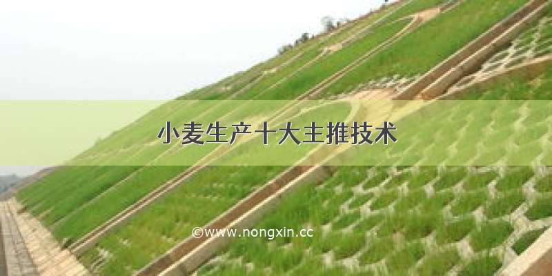 小麦生产十大主推技术
