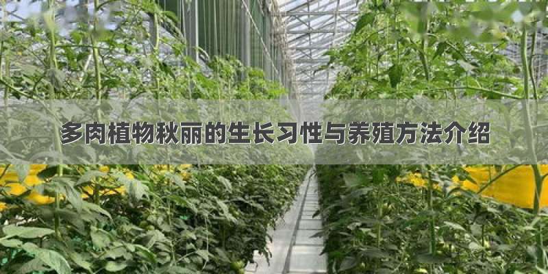 多肉植物秋丽的生长习性与养殖方法介绍