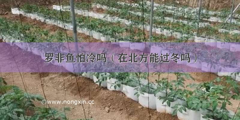 罗非鱼怕冷吗（在北方能过冬吗）