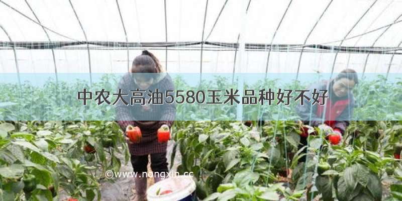 中农大高油5580玉米品种好不好