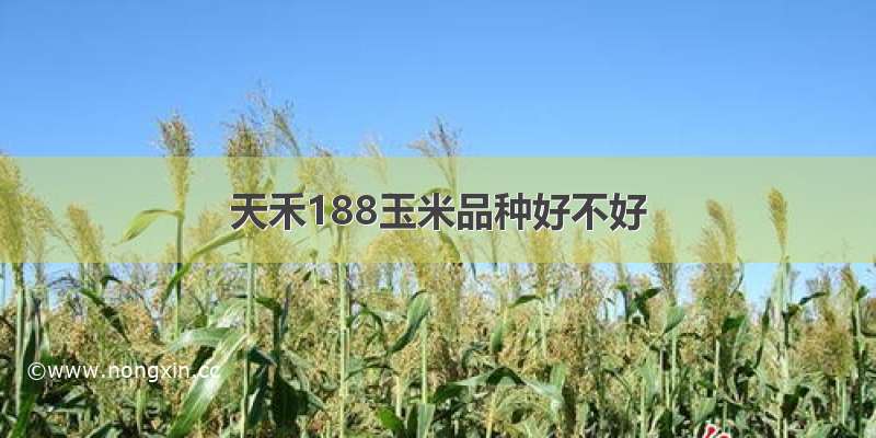 天禾188玉米品种好不好