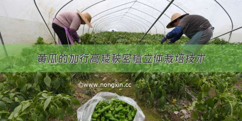 黄瓜的加行高矮秧密植立体栽培技术
