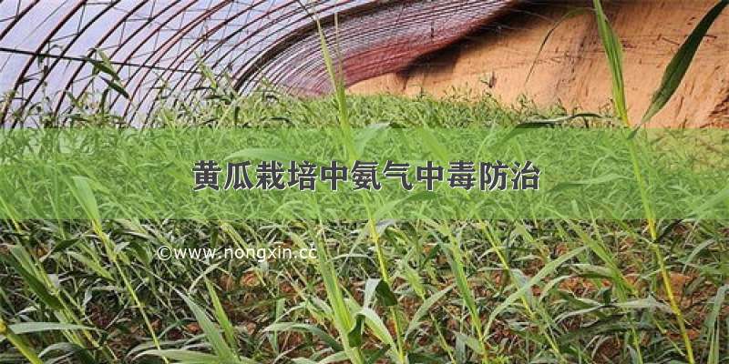 黄瓜栽培中氨气中毒防治