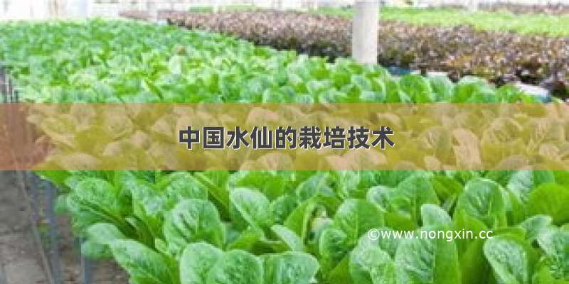中国水仙的栽培技术