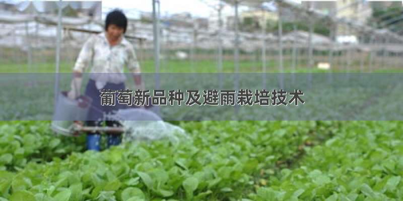 葡萄新品种及避雨栽培技术