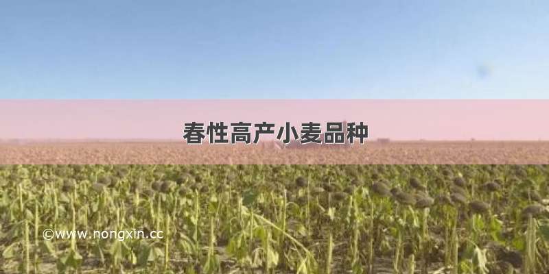 春性高产小麦品种