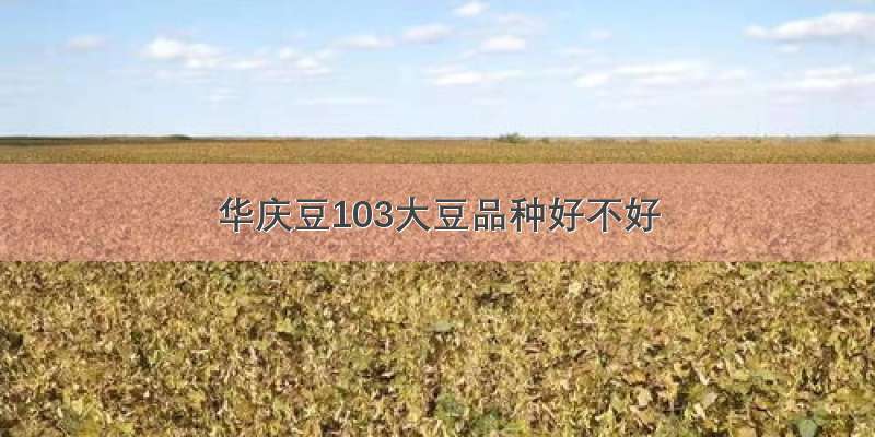 华庆豆103大豆品种好不好