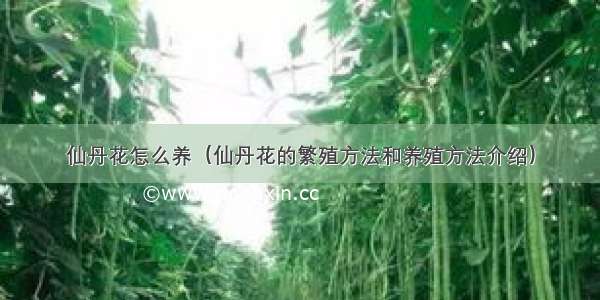 仙丹花怎么养（仙丹花的繁殖方法和养殖方法介绍）