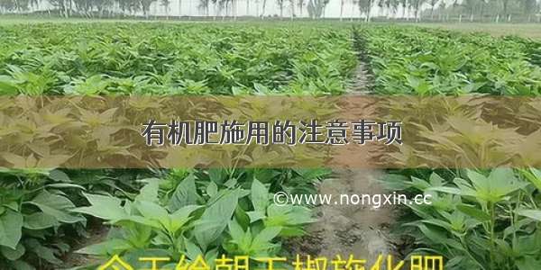 有机肥施用的注意事项