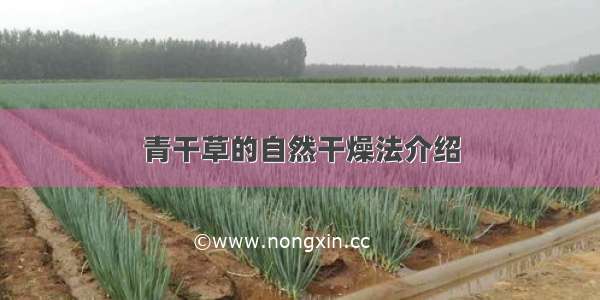 青干草的自然干燥法介绍
