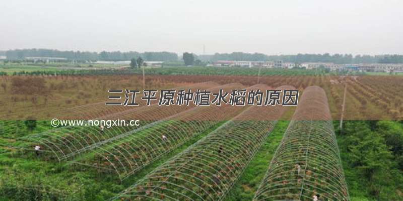 三江平原种植水稻的原因