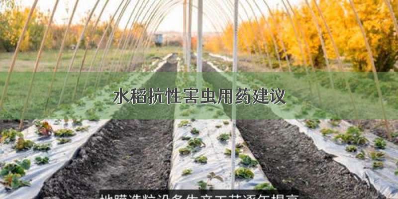 水稻抗性害虫用药建议