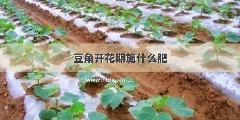 豆角开花期施什么肥