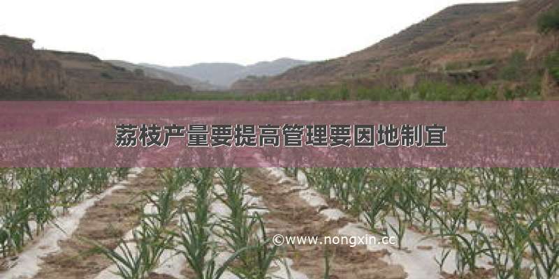 荔枝产量要提高管理要因地制宜