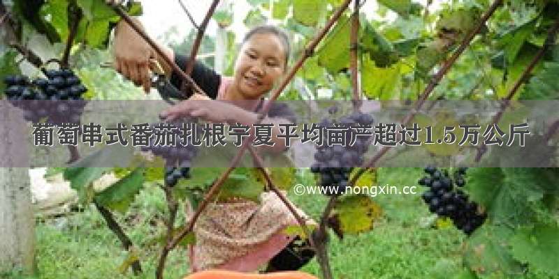 葡萄串式番茄扎根宁夏平均亩产超过1.5万公斤