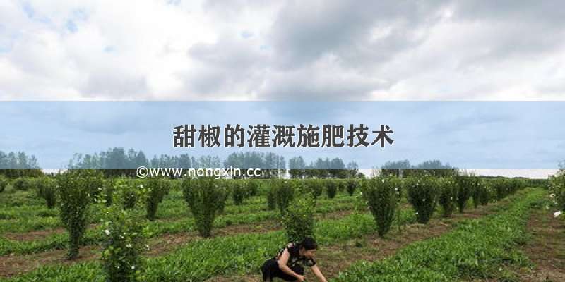 甜椒的灌溉施肥技术