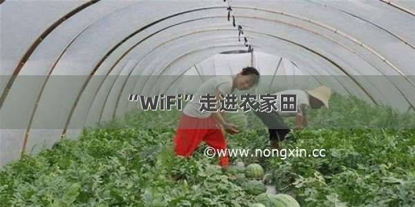 “WiFi”走进农家田