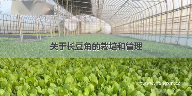 关于长豆角的栽培和管理