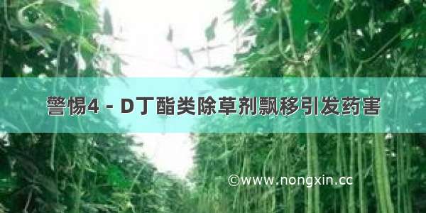 警惕4－D丁酯类除草剂飘移引发药害