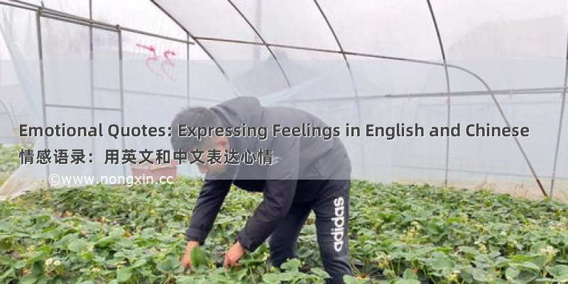 Emotional Quotes: Expressing Feelings in English and Chinese
情感语录：用英文和中文表达心情