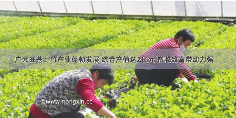 广元旺苍：竹产业蓬勃发展 综合产值达2亿元 增收致富带动力强