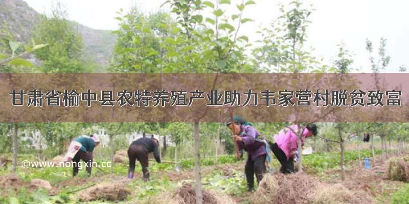 甘肃省榆中县农特养殖产业助力韦家营村脱贫致富