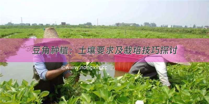 豆角种植：土壤要求及栽培技巧探讨