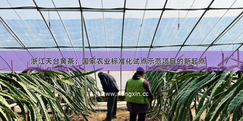浙江天台黄茶：国家农业标准化试点示范项目的新起点