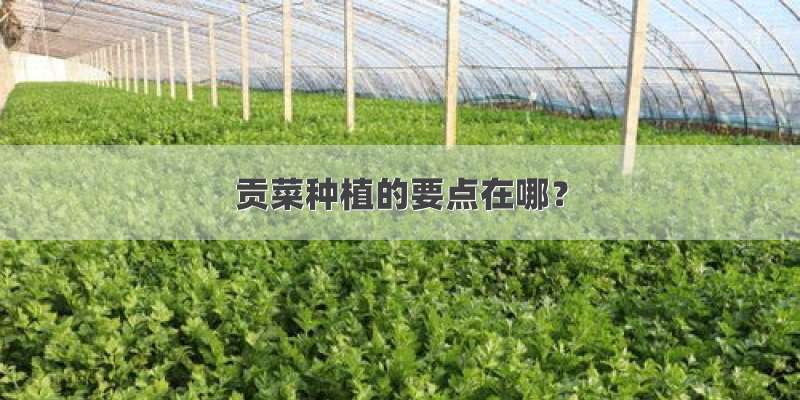 贡菜种植的要点在哪？