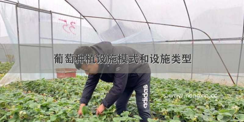 葡萄种植设施模式和设施类型