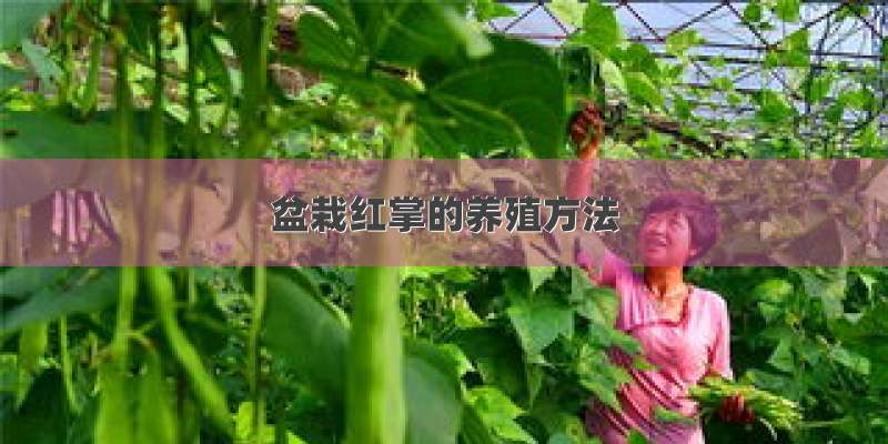 盆栽红掌的养殖方法