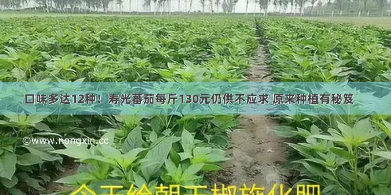 口味多达12种！寿光蕃茄每斤130元仍供不应求 原来种植有秘笈