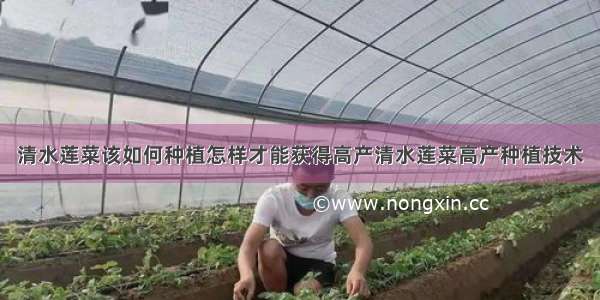 清水莲菜该如何种植怎样才能获得高产清水莲菜高产种植技术