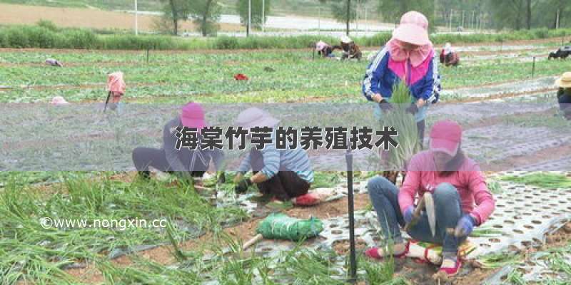 海棠竹芋的养殖技术