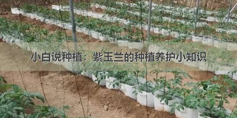 小白说种植：紫玉兰的种植养护小知识