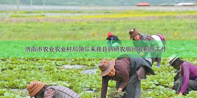 济南市农业农业村局领导来我县调研农膜回收利用工作