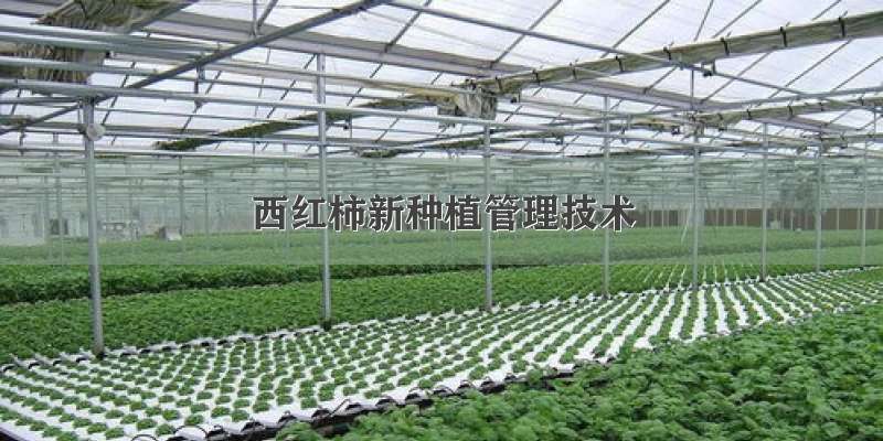 西红柿新种植管理技术