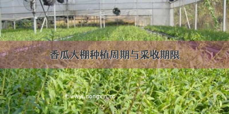 香瓜大棚种植周期与采收期限