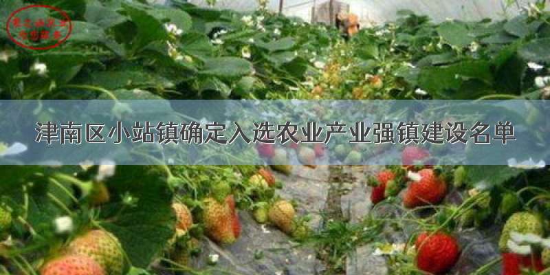 津南区小站镇确定入选农业产业强镇建设名单