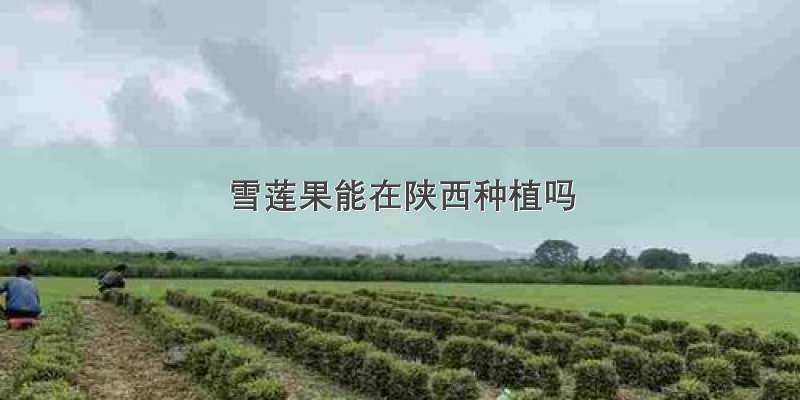 雪莲果能在陕西种植吗