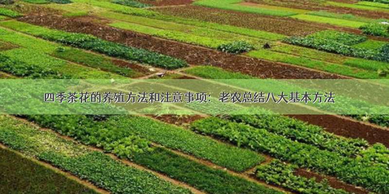 四季茶花的养殖方法和注意事项：老农总结八大基本方法