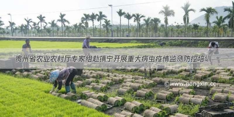 贵州省农业农村厅专家组赴镇宁开展重大病虫疫情监测防控培训