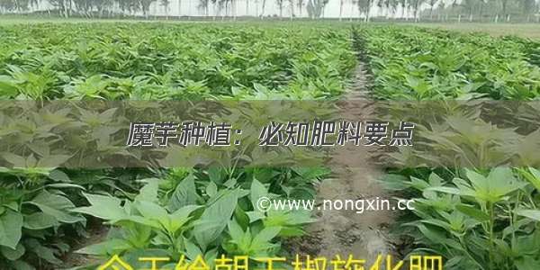 魔芋种植：必知肥料要点