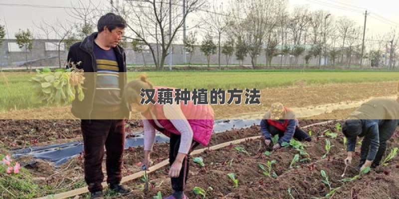 汉藕种植的方法
