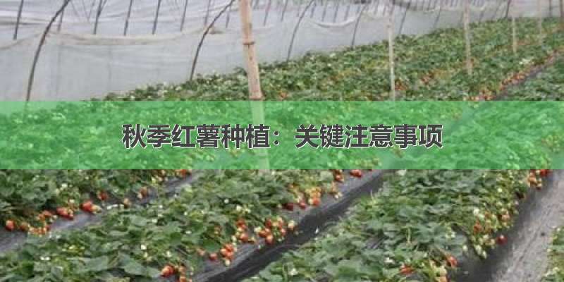 秋季红薯种植：关键注意事项
