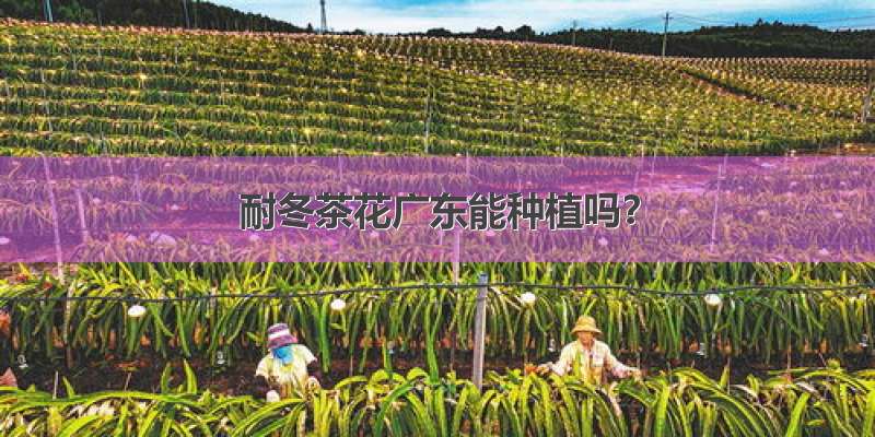 耐冬茶花广东能种植吗？
