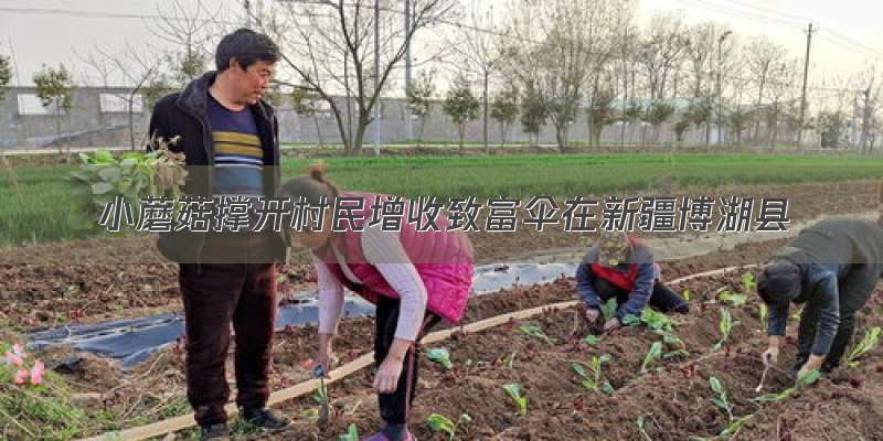 小蘑菇撑开村民增收致富伞在新疆博湖县