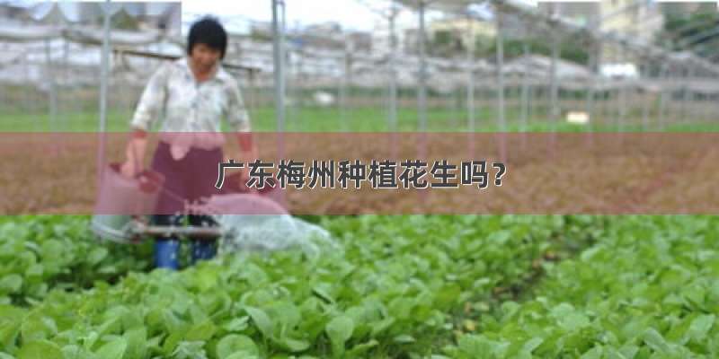 广东梅州种植花生吗？