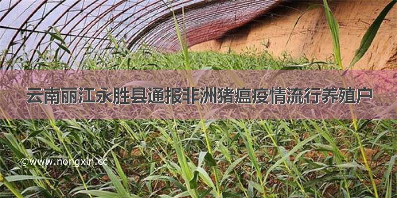 云南丽江永胜县通报非洲猪瘟疫情流行养殖户