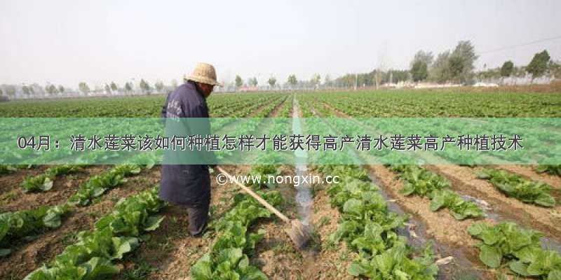 04月：清水莲菜该如何种植怎样才能获得高产清水莲菜高产种植技术